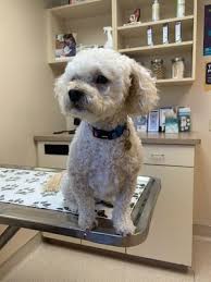 Island pet hospital on ann road. Island Pet Hospital 7025 W Ann Road Las Vegas Nv Veterinarians Mapquest