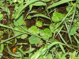 Image result for Marsilea minuta