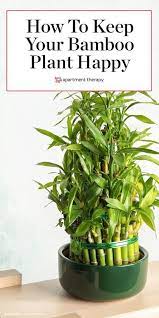 Bamboo Plants Your No Dirt No Fuss Touch Of Green Bamboo Plants Bamboo Plant Care Bamboo House Plant