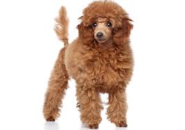 Maybe you would like to learn more about one of these? Nykstukinis Pudelis Miniature Poodle