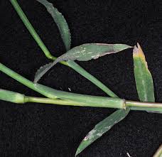 Image result for Digitaria procurrens