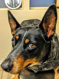 Doctor mary is the best! Affordable Animal Hospital Silver Lake 2417 Riverside Dr Los Angeles Ca 90039 Usa