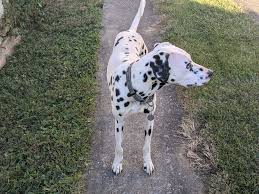 Baltimore Police Department is attempting to locate this young man who was  reported missing in their jurisdiction. He has ties to Hagerstown at  various locations. He also has been know to visit