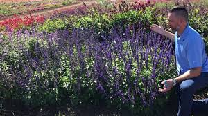 How big does a mystic spires blue plant get? Trial Peeks Salvia Mystic Spires Improved Youtube