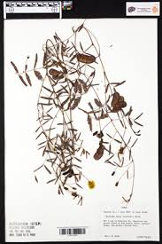 Image result for Clinopodium vernayanum