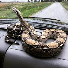 Diesel The Red Tailed Boa Pet Snake Cute Snake Boa Constrictor