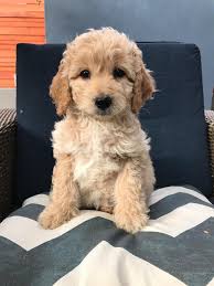 We did not find results for: My 8 Week F1b Mini Goldendoodle What Will She Look Like Goldendoodles