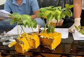 Khởi tố đối tượng rao bán sâm Ngọc Linh giả trên mạng xã hội