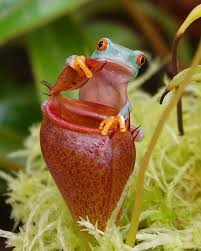 Image result for Rhipidoglossum microphyllum