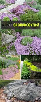 Great Groundcovers Garten Pflanzen Garten Bodendecker