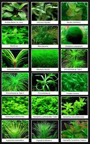 Online Store Of Carpet Aquarium Plants Lilaeopsis Micro Sword Aquarium Plants Freshwater Aquarium Plants Freshwater Plants Fish Plants
