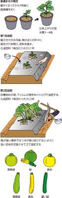 千葉みらい農業協同組合 家庭菜園