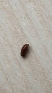 Kleine Braune Kafer Von Draussen Ungeziefer