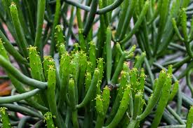 Image result for Euphorbia fortissima