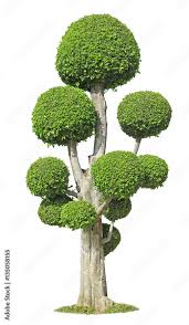 Image result for Streblus