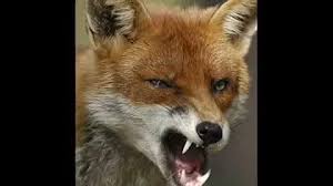 الثعلب fox، هو أي فصيلة من فصائل. ØµÙˆØª Ø§Ù„Ø«Ø¹Ø§Ù„Ø¨ ÙÙŠ Ø´Ù‡Ø± Ø´Ø¨Ø§Ø· Mp3