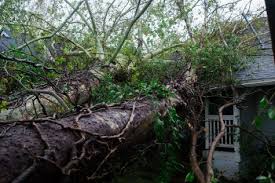 Out Of State Tree Removal Companies They See Dollar Signs Port City Daily