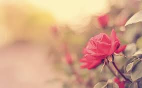 Flower images flower wallpaper spring images hd images nature. Free Download Pink Roses Beautiful Flowers Nature Photo Hd Wallpaper 1920x1200 For Your Desktop Mobile Tablet Explore 86 Beautiful Rose Hd Wallpapers Beautiful Rose Hd Wallpapers Beautiful Rose Wallpapers