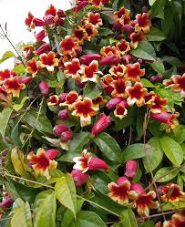 Image result for Bignonia capreolata