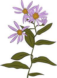 Free Vector Aster Conspicuus Clip Art Graphic Available For Free Download At 4vector Com Check Out Our Collection O Flower Drawing Aster Flower Flower Clipart