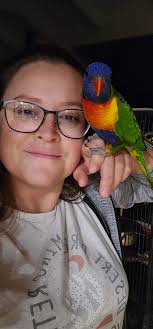 Lost pet lorikeet named Rocket in Shoalwater, Western Australia