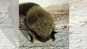 Image result for Rhipidoglossum burttii