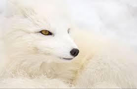 snowy artic fox by christopher r gray 白狐
