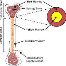 We did not find results for: 2 The Long Bone Is The Site Of The Red And Yellow Fatty Bone Marrow Download Scientific Diagram