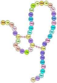 Protein primary structure is the linear sequence of amino acids in a peptide or protein. Tertiary Structure Of Protein Biology Dictionary