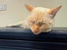 Sweet Marcel is at the vet : r/Flamepoints