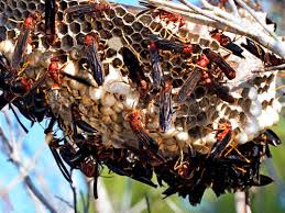 The local guys termite and pest control woodland. Pest Control In The Woodlands One Source Residential Services