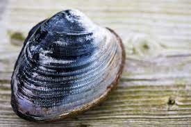 All About Clams From Littlenecks To Steamers Clams Sea Animals Animals