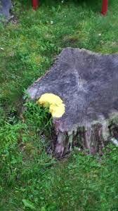 Your yellow slime mold stock images are ready. Bright Yellow Fungus 413575 Ask Extension