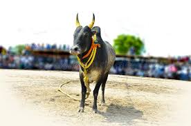 Image result for photos of village decorated bull