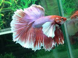 Betta fish breeder in usa. Valentine Dumbo Ear Halfmoon Size M Available Dumbo Ears Betta Betta Fish