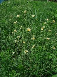 Image result for Lactuca indica