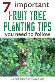 7 Important Fruit Tree Planting Tips You Need To Follow Trees To Plant Fruit Trees Fruit Plants