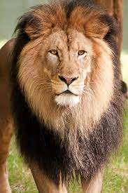 Male Lion Male Lion Animals Wild Majestic Animals