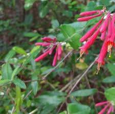 Image result for Lonicera confusa