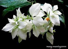 Dona Aurora Mussaenda Philippica 39 Aurorae 39 A Photo On Flickriver Most Beautiful Gardens Beautiful Flowers Beautiful Gardens