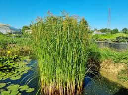 Image result for Cyperus clavinux