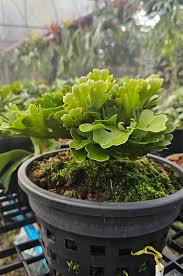 Image result for Platycerium