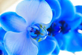 Maybe you would like to learn more about one of these? I Fiori Azzurri Piu Belli Da Conoscere Per Tutte Le Stagioni