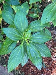 Image result for Pouzolzia