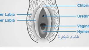 كيف اعرف اني عذراء بطرق بسيطة بالصور الموقع المثالي