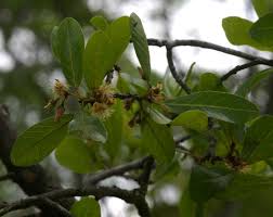 Image result for Monotes