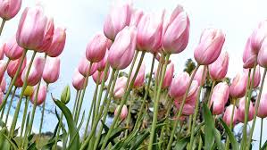 And we'll add each product as it becomes available. Peter Cundall Blooming Good Time To Feed Spring Flowering Bulbs The Weekly Times