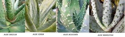 Image result for Aloe aculeata × excelsa