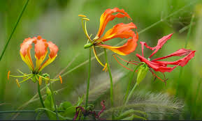 Maybe you would like to learn more about one of these? Flowers Of The World 33 Countries And Their National Flowers Flowers Across Melbourne