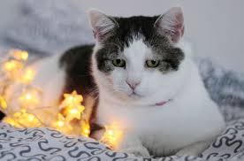 Some of the best cat breeds for emotional support animals are the. How Cats Can Be Your Emotional Support Animals Touch